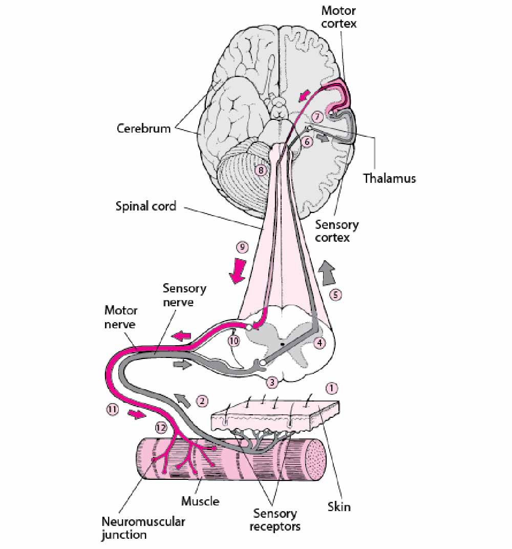možgani-prenos-signala